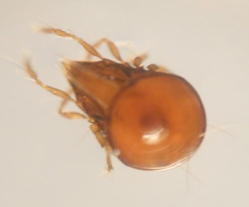 Réf. 290 158 : Ceratoppia sp.